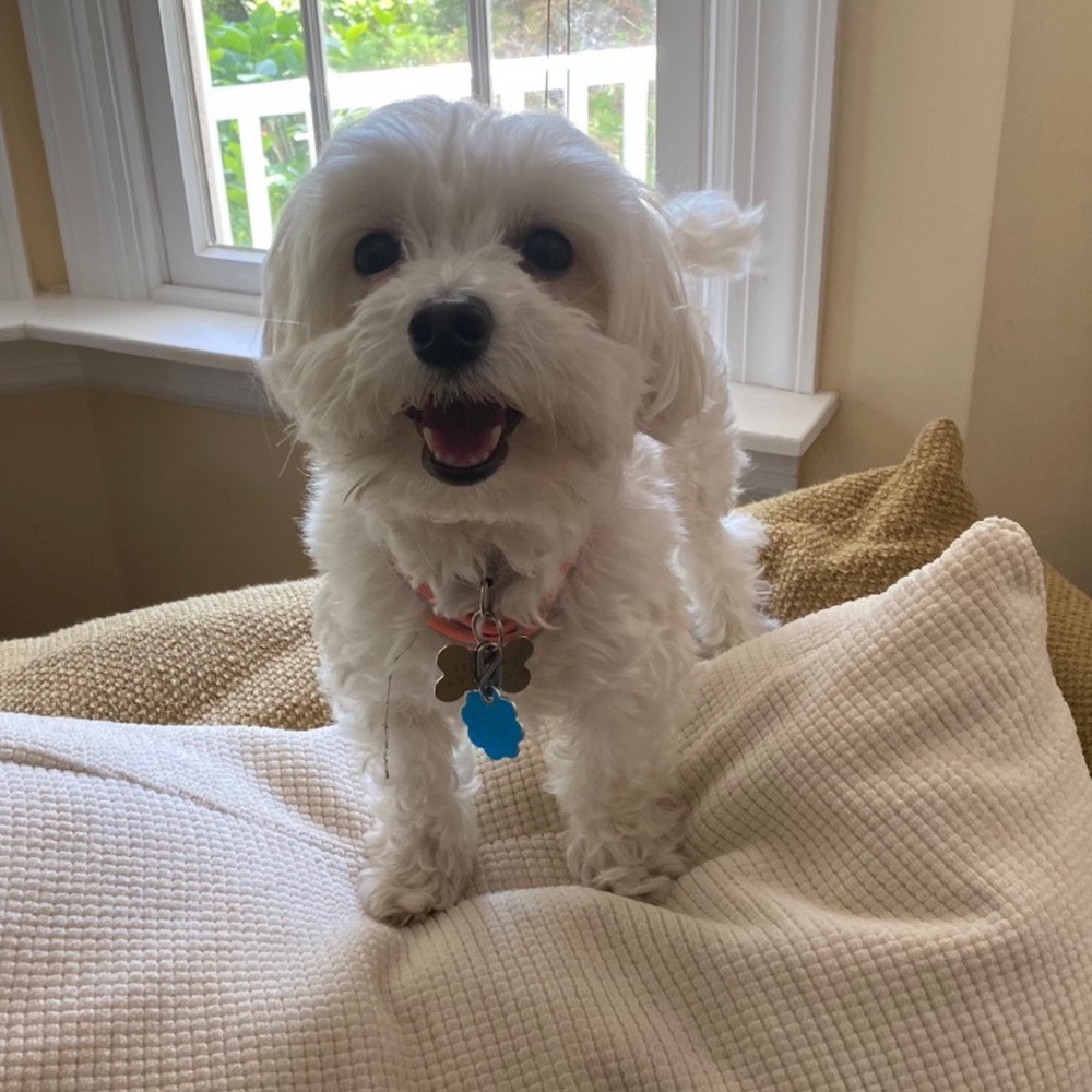 Meet your Posher, Nell